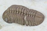 Lochovella (Reedops) Trilobite With Bite Mark - Clarita, Oklahoma #36144-1